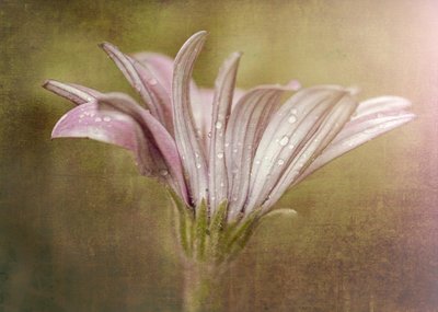  - Susan Moss
