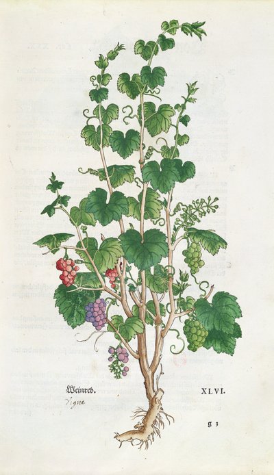 Vigne (Vitis Vinifera) planche botanique de De Historia Stirpium par Leonard Fuchs (1501-66) 1543 - Swiss School