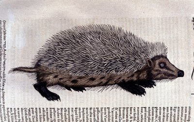 Hérisson, illustration de 