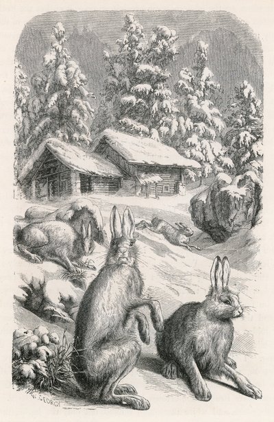 Lièvres alpins blancs - Swiss School