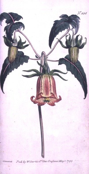 Fleur de cloche des îles Canaries (Canarina campanula), planche 444 de 