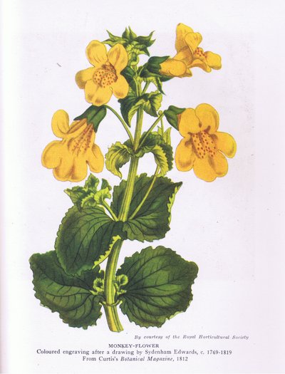 Fleur de singe, Nature en Grande-Bretagne publiée par Collins 1946 (lithographie en couleur) - Sydenham Teast (after) Edwards