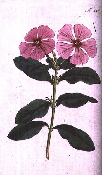 Pervenche (Vinca rosea madagascar), planche 248 de 