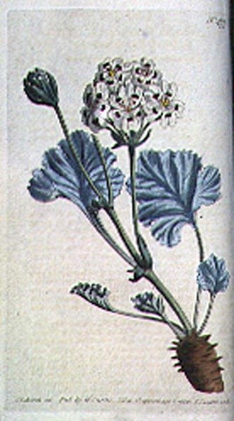 Géranium à tige épaisse (Pelargonium crassicaule), planche 477 de 