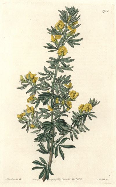 Adesmia de Loudon, originaire de Tasmanie (Australie) - Gravure par S. Watts d