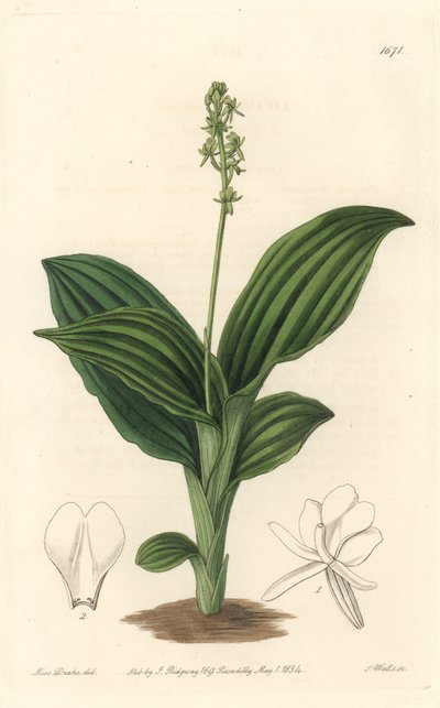 Orchidée Liparis africaine - du Botanical Register - Sydenham Teast Edwards