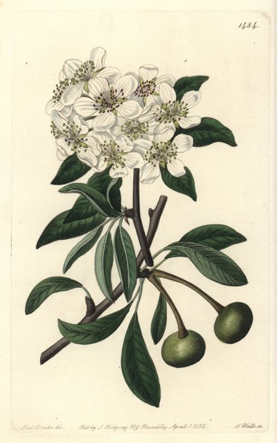 Poire à feuilles d
