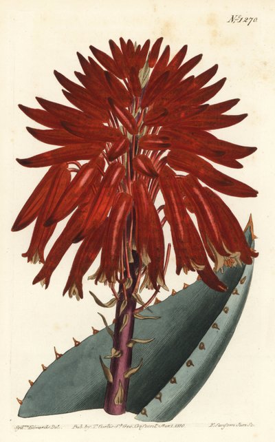 Aloe - Sydenham Teast Edwards