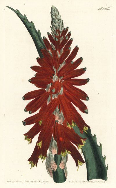 Aloe arborescent - Sydenham Teast Edwards