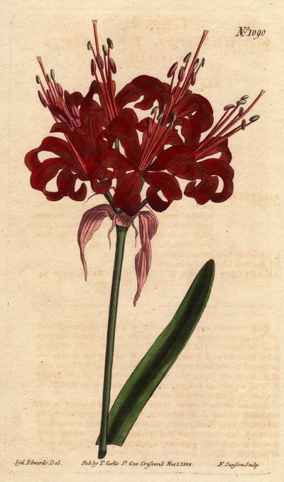 Amaryllis couleur pavot, avec des fleurs cramoisies foncées, originaire du Cap de Bonne-Espérance (Afrique du Sud) - Sydenham Teast Edwards
