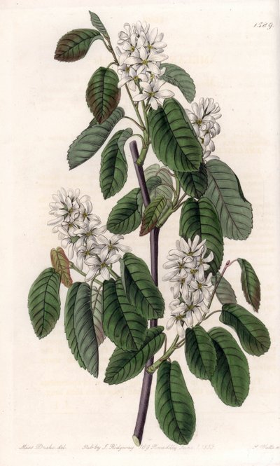Amélanchier à feuilles d