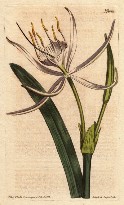 Pancratium américain avec des fleurs blanches parfumées - Sydenham Teast Edwards