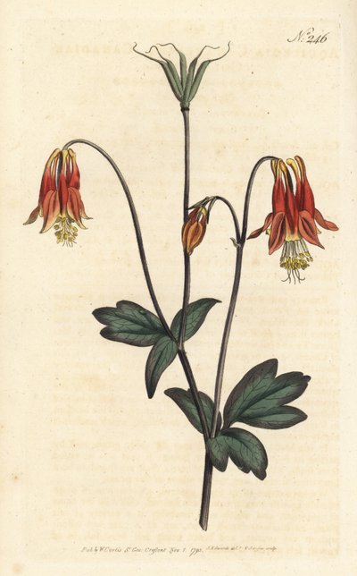 Ancolie du Canada - Sydenham Teast Edwards