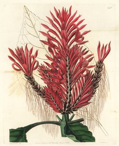Aphelandra arborea - Sydenham Teast Edwards