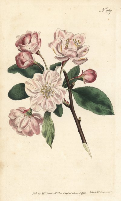 Pommier à fleurs ornementales, Malus spectabilis - Sydenham Teast Edwards