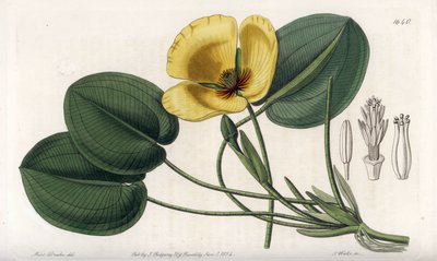 Pavot aquatique - du Botanical Register de Sydenham Edwards - Sydenham Teast Edwards