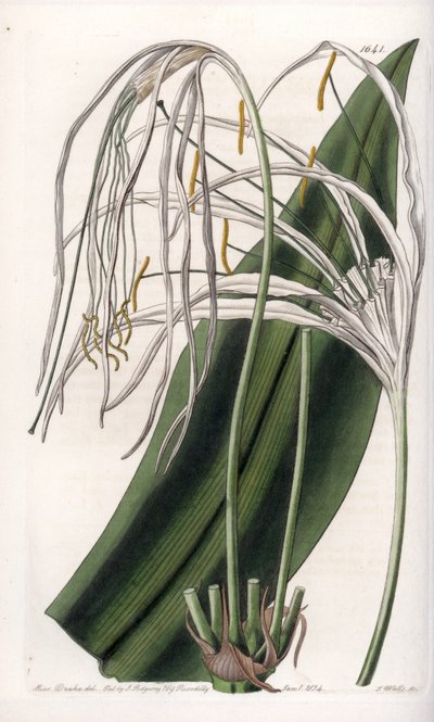 Lys araignée ou lys de mer - Sydenham Teast Edwards