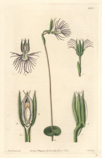 Orchidée araignée, originaire d