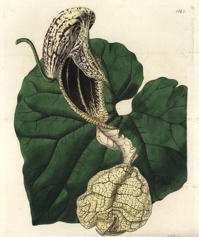 Aristoloche variété (illustration de Sarah Drake, gravure de S. Watts) - Sydenham Teast Edwards