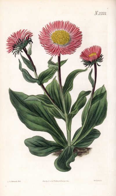 Aster variété - Aster à rayons fins, Aster alwartensis, originaire du Caucase. Gravure à la main par Weddell d