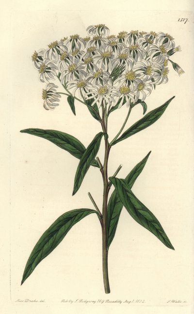 Aster à ombelles - Doellingeria umbellata - Sydenham Teast Edwards