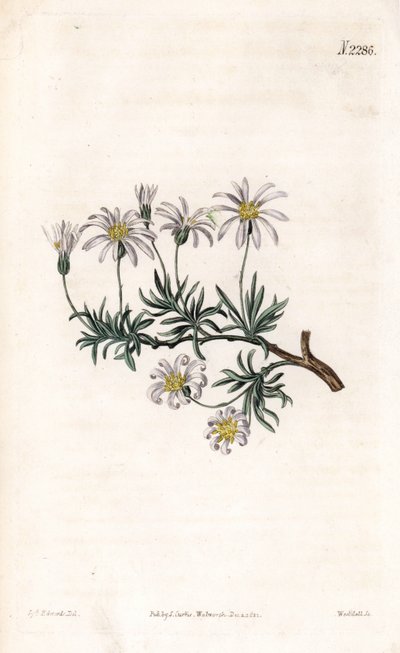 Aster acre - Sydenham Teast Edwards