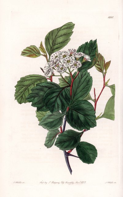 Aubépine ou épine blanche, originaire d