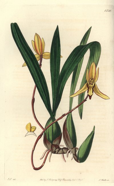 Orchidée épiphyte australienne - Sydenham Teast Edwards