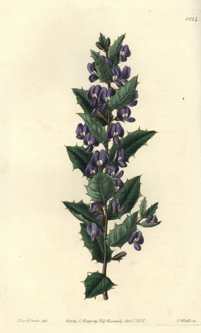 Hovéa australienne - Sydenham Teast Edwards