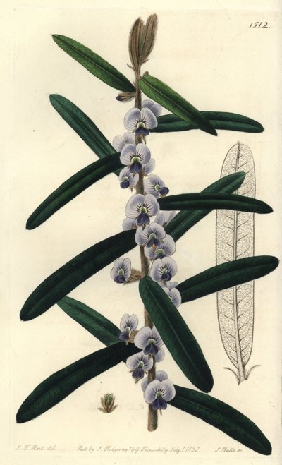 Arbuste hovea australien - Hovea villosa - Sydenham Teast Edwards