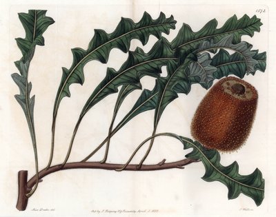 Banksia gardneri, Australie - Sydenham Teast Edwards