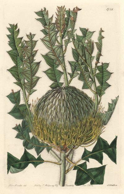 Banksia speciosa, originaire d