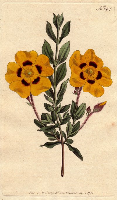 Ciste beau avec des fleurs jaunes vives décorées de cramoisi - Sydenham Teast Edwards