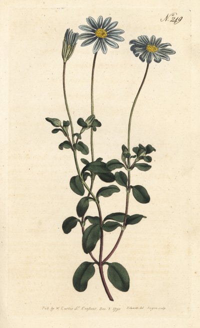 Paquet bleu, Félicie, Marguerite du Cap ou Aster du Cap - Marguerite bleue, Felicia amelloides (Cineraria à fleurs bleues ou aster du Cap, Cineraria amelloides) - Gravure sur cuivre coloriée à la main par Sansom d