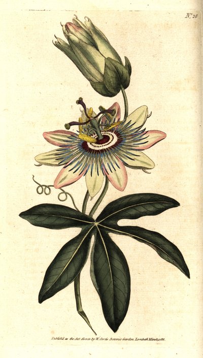 Passiflore bleue - Sydenham Teast Edwards