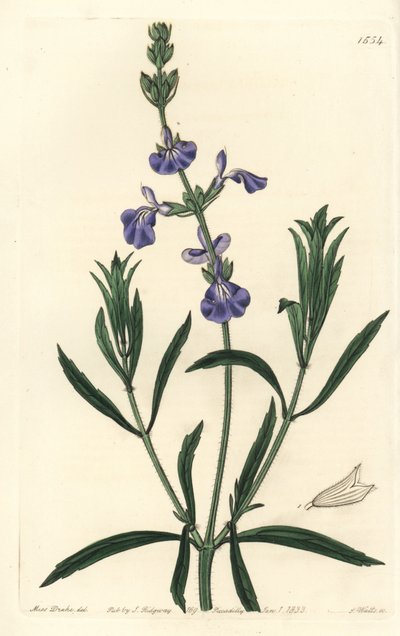 Sauge bleue - Sauge des prairies, Salvia azurea - Sydenham Teast Edwards