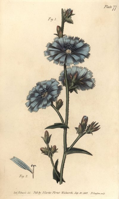 Chicorée commune (illustration de Sydenham Edwards, gravure de F. Sansom) - Sydenham Teast Edwards