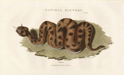 Boa Constrictor - Sydenham Teast Edwards