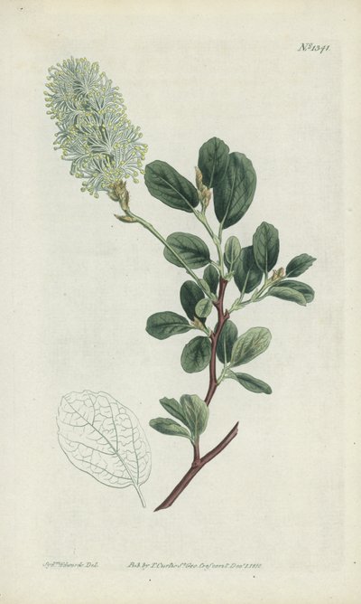 Gravure botanique - Sydenham Teast Edwards