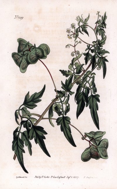 Botanique : cardiosperme ou pois de cœur - Sydenham Teast Edwards