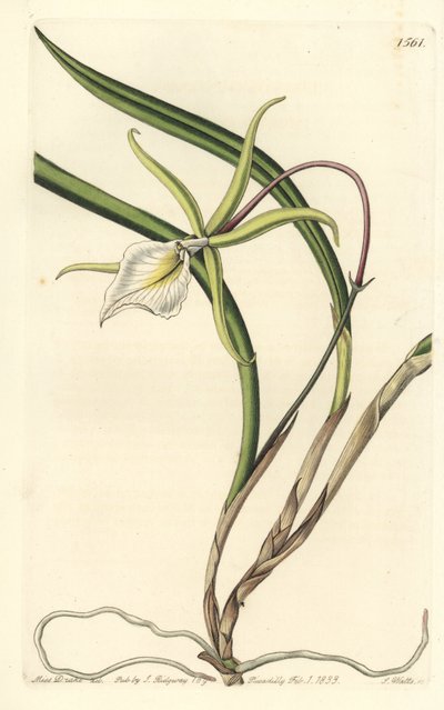 Brassavola perrinii (Brasavola de Perrin) (illustration de Sarah Drake, gravure de S. Watts) - Sydenham Teast Edwards