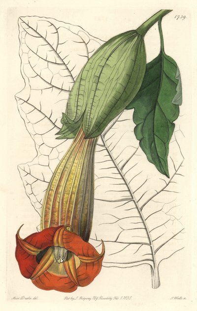 Brugmansia écarlate ou trompette des anges écarlate, originaire d