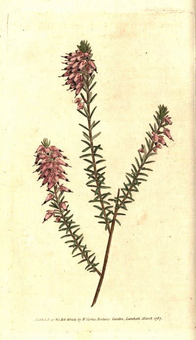Bruyère carnée - Sydenham Teast Edwards