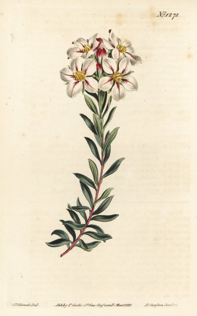 Buchu, Adenandra villosa (Diosma à fleurs en ombelle, Diosma speciosa) - Gravure à la main par F. Sansom Jr. d
