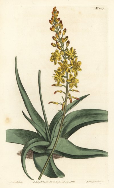 Bulbine variete - Bulbine alooides. Gravure à la main en couleur par F. Sansom Jr. d