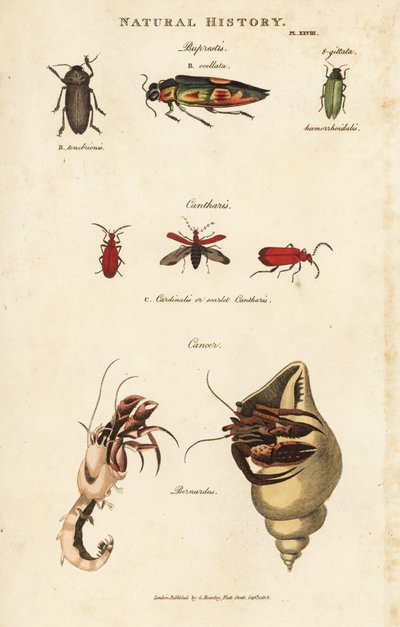 Bupreste et pagure (bernard l