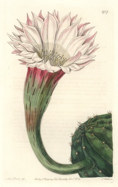 Cactus oursin ou boule de Moïse, en fleur, originaire du Brésil - du Botanical Register - Sydenham Teast Edwards