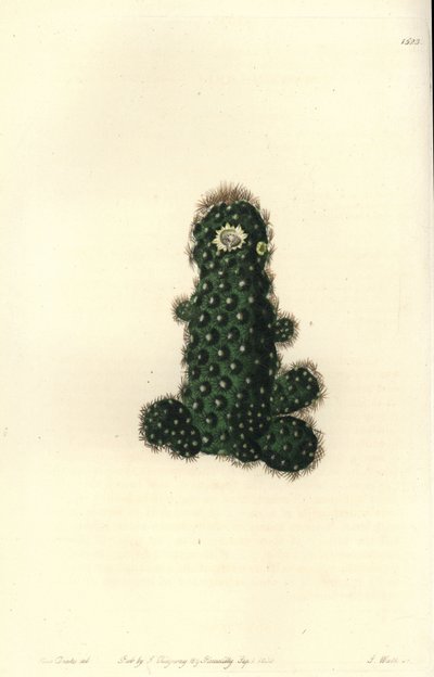 Cactus tenuis (illustration de Sarah Drake, gravure de S. Watts) - Sydenham Teast Edwards