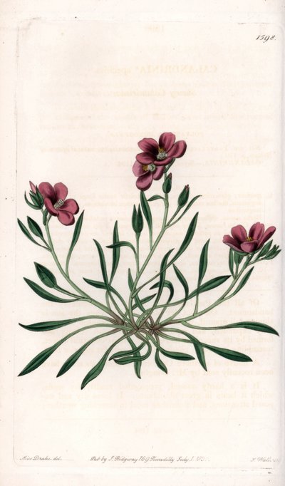 Calandrinia variété, originaire d