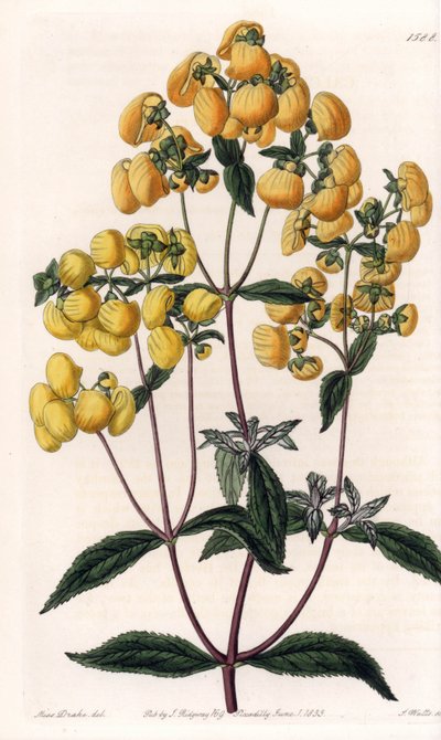 Calceolaire rugosa - Sydenham Teast Edwards